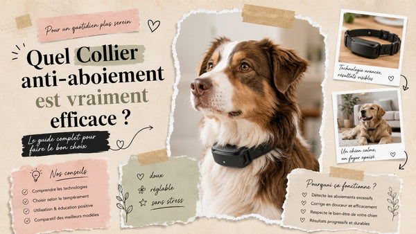Collier anti-aboiement efficace pour chien