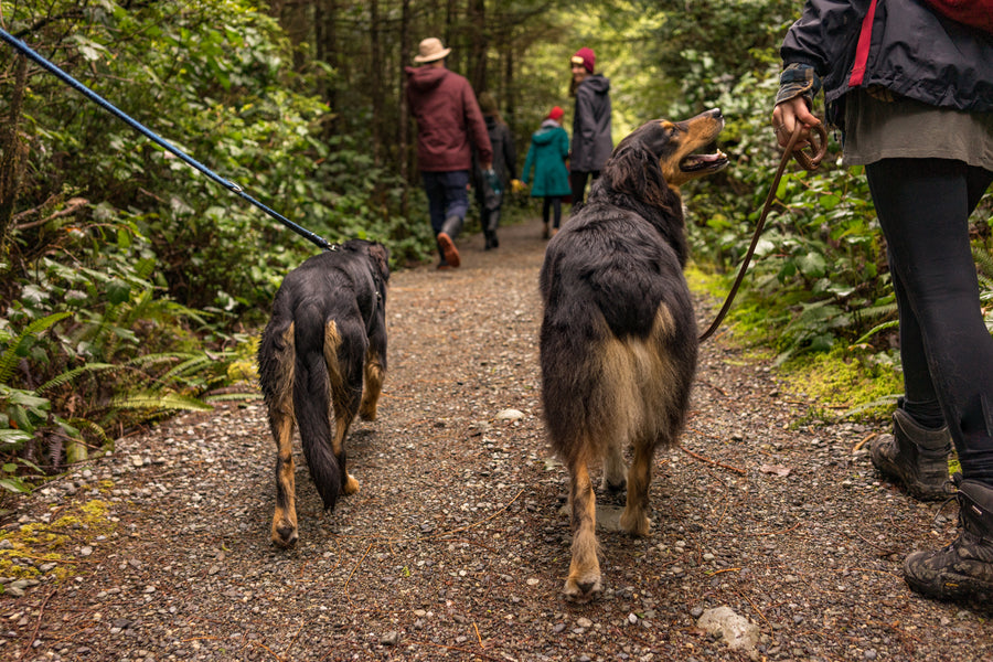 Des produits sélectionnés avec soin pour votre chien