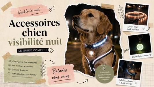 Accessoire chien visibilité nuit pour balade sécurisée