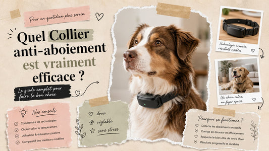 Collier anti-aboiement efficace pour chien